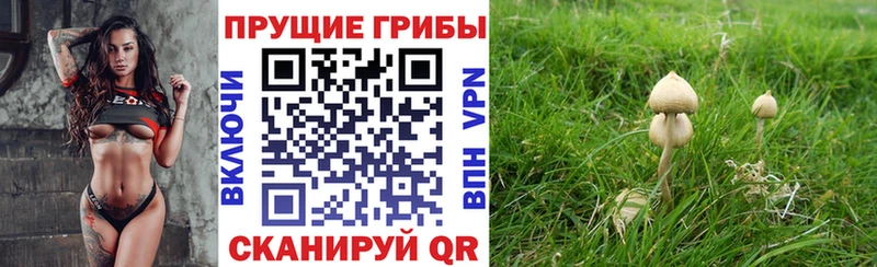 Псилоцибиновые грибы Psilocybine cubensis  купить закладку  Короча 